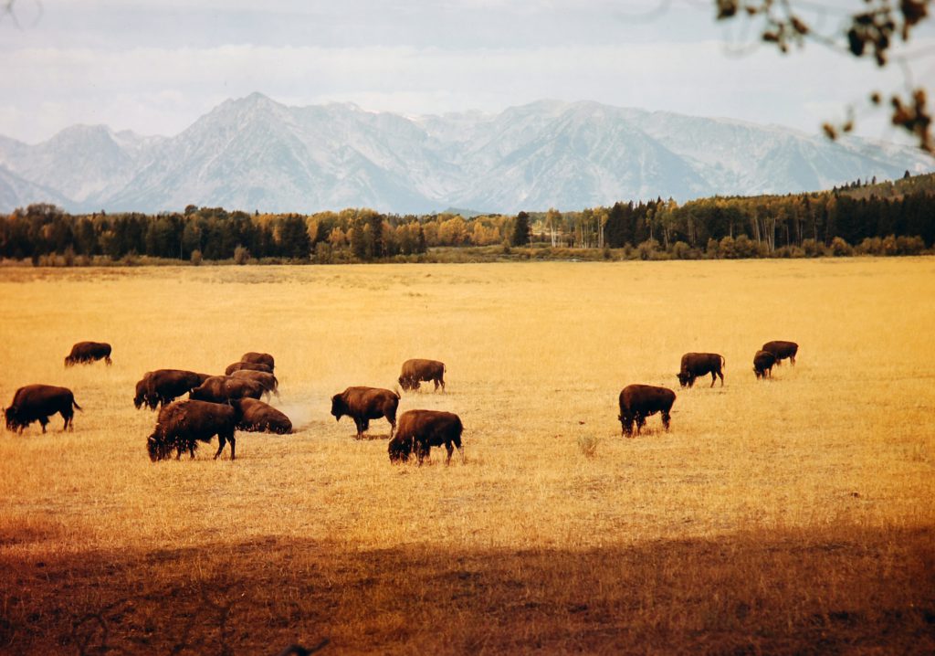 Jackson Hole 1948