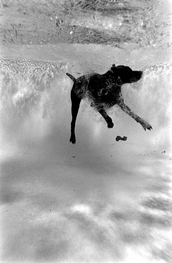 German pointer Bellybutton diving for a rubber bone in swimming pool.